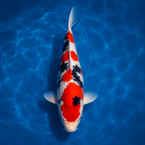 Enter the Kohaku Draw